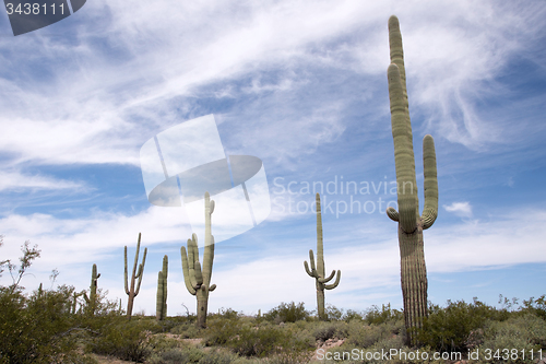 Image of Organ Pipe Cactus N.M., Arizona, USA