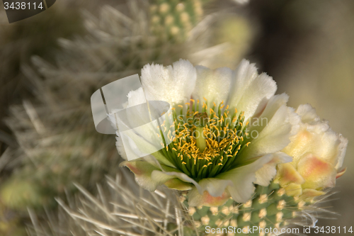 Image of Cactus at Organ Pipe Cactus N.M., Arizona, USA