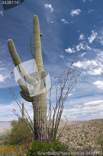 Image of Saguaro National Park, Arizona, USA