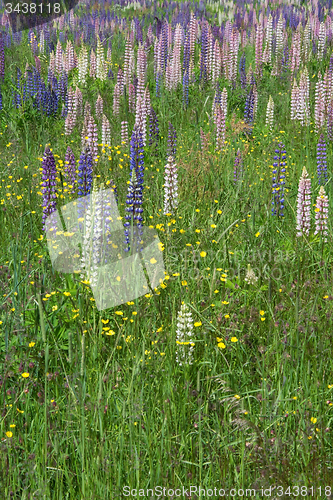 Image of Lupinus