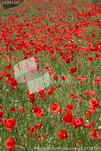 Image of Poppy Flowers