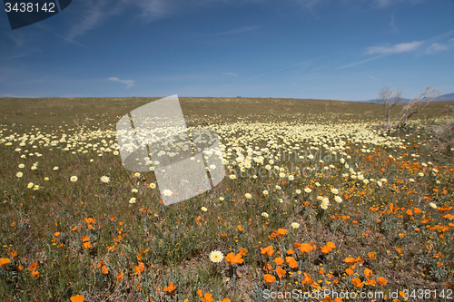 Image of Antelope Valley Poppy Reserve, California, USA