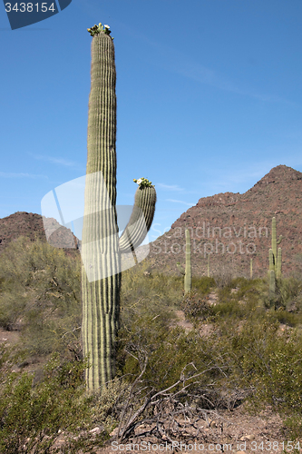 Image of Organ Pipe Cactus N.M., Arizona, USA