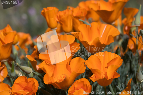 Image of Antelope Valley Poppy Reserve, California, USA