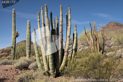 Image of Organ Pipe Cactus N.M., Arizona, USA