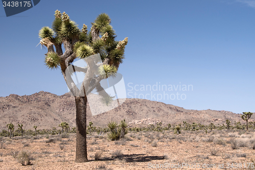 Image of Joshua Tree National Park, California, USA