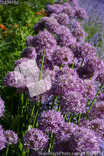 Image of Allium