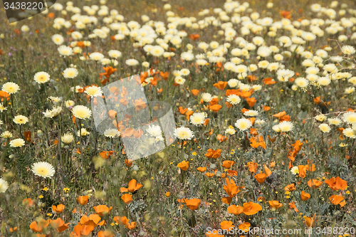 Image of Antelope Valley Poppy Reserve, California, USA