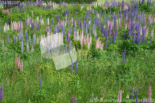 Image of Lupinus