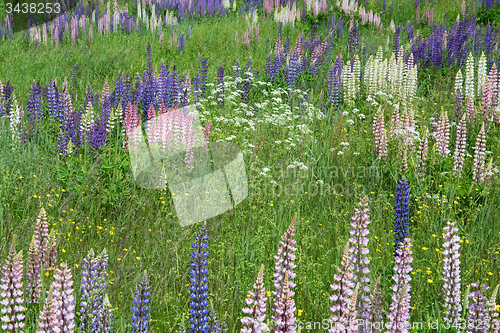 Image of Lupinus