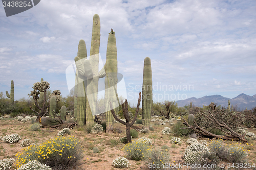Image of Saguaro National Park, Arizona, USA