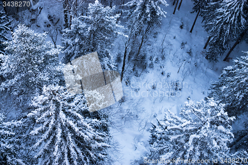 Image of Fir in Winter