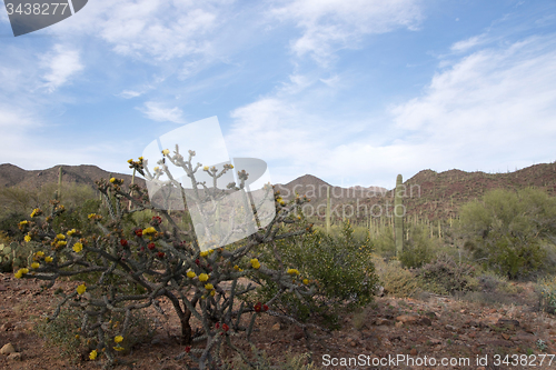 Image of Saguaro National Park, Arizona, USA