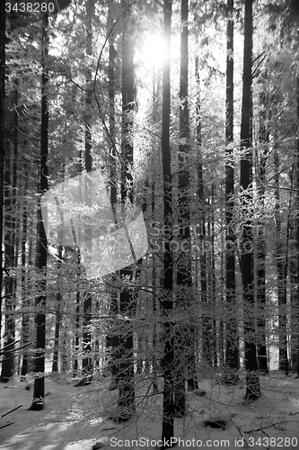 Image of Forest with Snow, Black&White