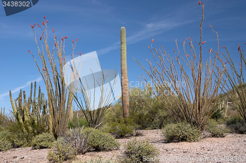 Image of Organ Pipe Cactus N.M., Arizona, USA