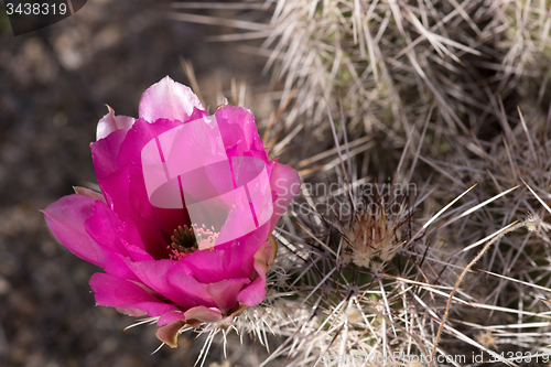 Image of Cactus at Saguaro National Park, Arizona, USA