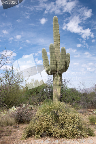 Image of Saguaro National Park, Arizona, USA