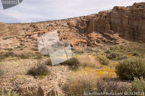 Image of Antelope Valley Poppy Reserve, California, USA