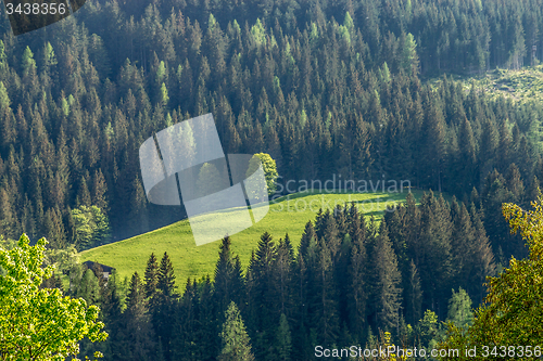 Image of Forest, Carinthia, Austria