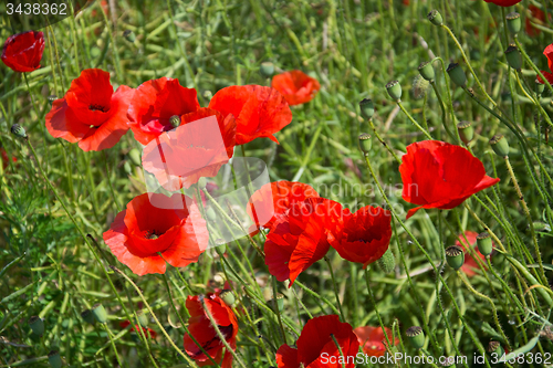 Image of Poppy Flowers