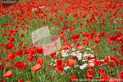 Image of Poppy Flowers