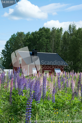 Image of Lupinus