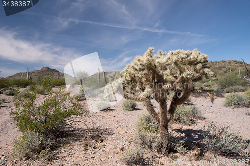 Image of Organ Pipe Cactus N.M., Arizona, USA