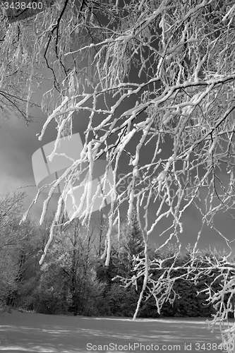 Image of Tree with snow, Black&White