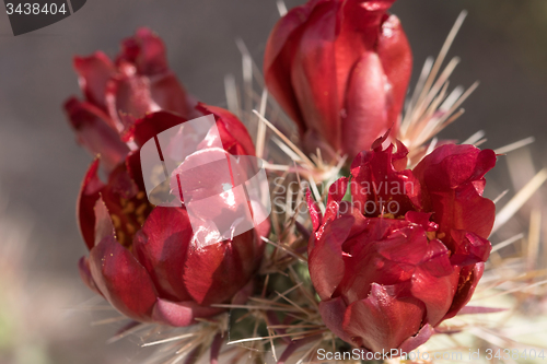 Image of Cactus at Saguaro National Park, Arizona, USA