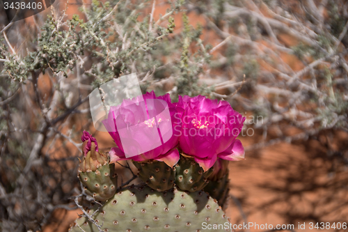 Image of Cactus Blossom, Valley of Fire, Nevada, USA