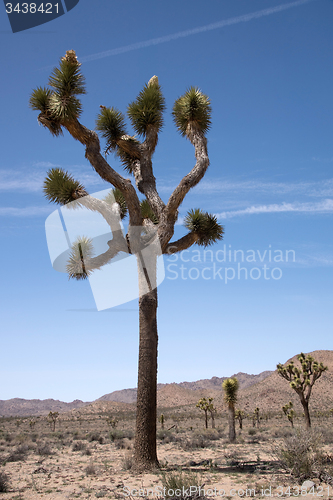 Image of Joshua Tree National Park, California, USA