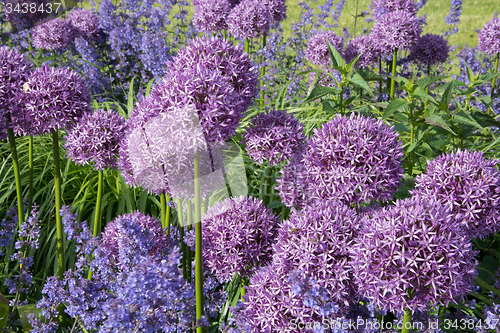 Image of Allium