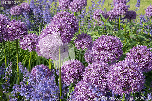 Image of Allium