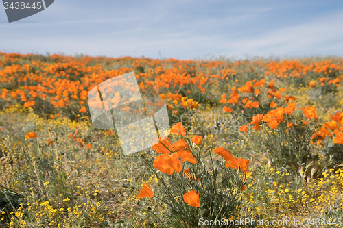 Image of Antelope Valley Poppy Reserve, California, USA