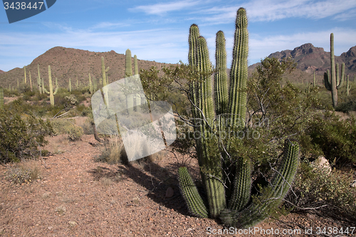 Image of Organ Pipe Cactus N.M., Arizona, USA