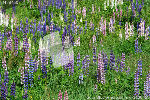 Image of Lupinus