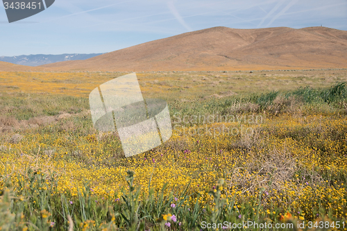 Image of Antelope Valley Poppy Reserve, California, USA