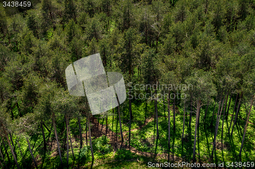 Image of Forest, Carinthia, Austria