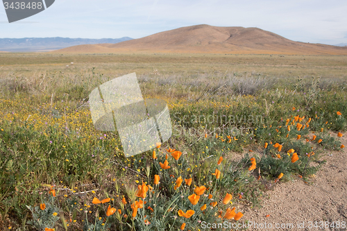 Image of Antelope Valley Poppy Reserve, California, USA