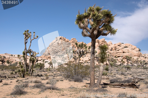 Image of Joshua Tree National Park, California, USA