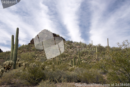 Image of Organ Pipe Cactus N.M., Arizona, USA