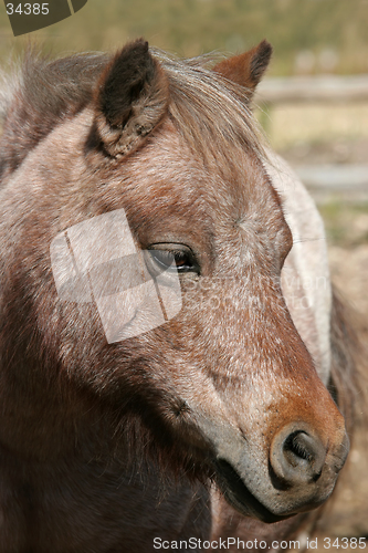 Image of miniature horse