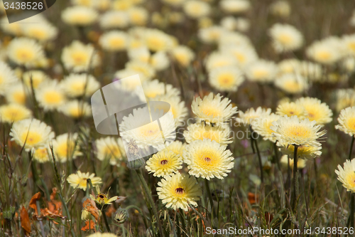 Image of Antelope Valley Poppy Reserve, California, USA