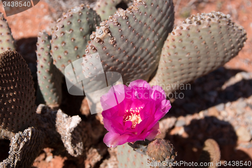 Image of Cactus Blossom, Valley of Fire, Nevada, USA