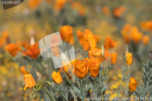 Image of Antelope Valley Poppy Reserve, California, USA