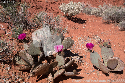 Image of Cactus Blossom, Valley of Fire, Nevada, USA