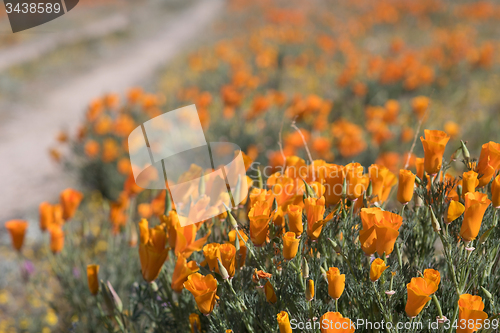 Image of Antelope Valley Poppy Reserve, California, USA