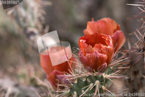 Image of Cactus at Saguaro National Park, Arizona, USA