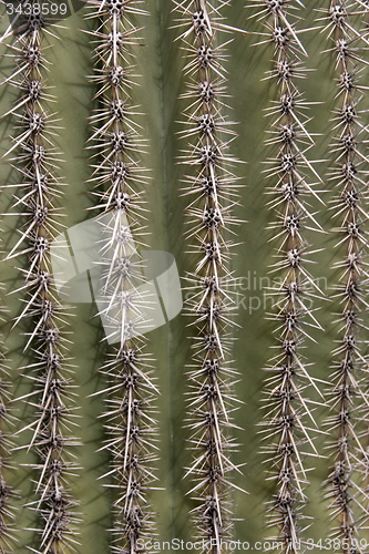 Image of Cactus at Saguaro National Park, Arizona, USA