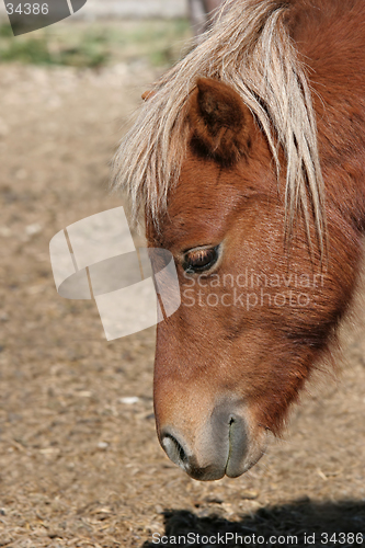 Image of miniature horse